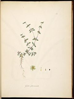 <i>Gisekia</i> Genus of flowering plants