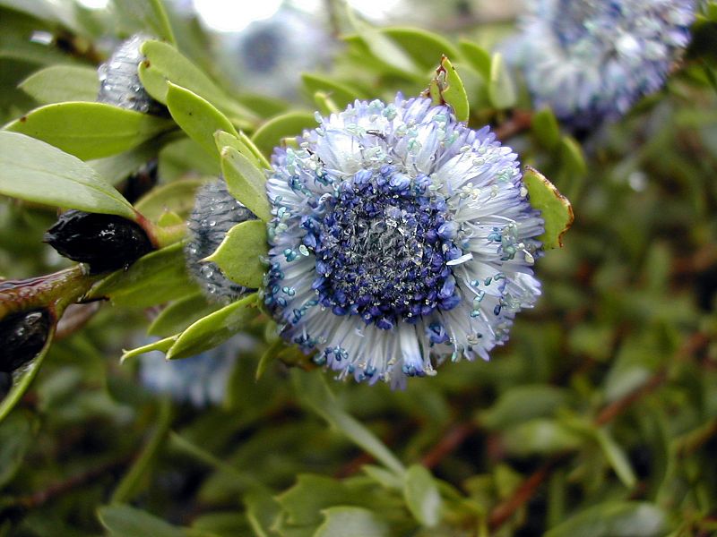 File:Globularia alypum flor.jpg