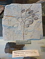 Glyptostrobus europaeus fossil - Botanischer Garten, Dresden, Germany - DSC08473.JPG