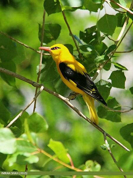 File:Golden Oriole (Oriolus oriolus) (24748611011).jpg