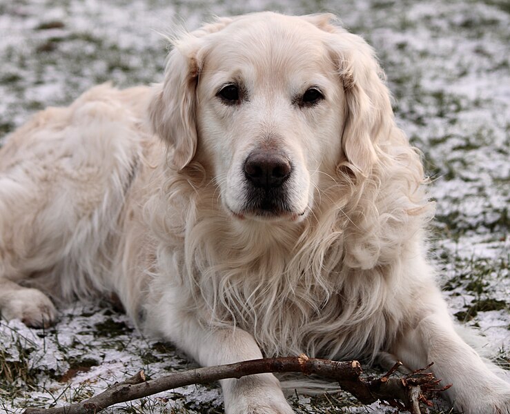 File:Golden Retriever 2020 7.jpg