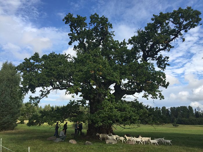 Grīdnieku ancient oak in Rumbas parish, Latvia, girth 8.27 m, 2015
