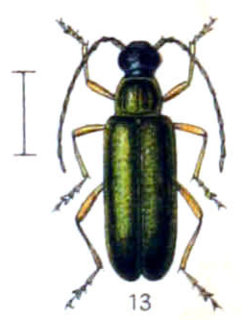 <i>Grammoptera</i> Genus of beetles