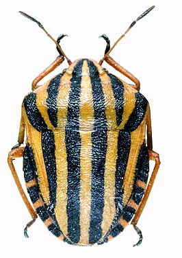 Graphosoma lineatum