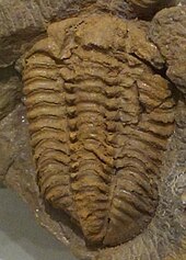 Fossils of the Middle Ordovician-Early Devonian trilobite Gravicalymene Gravicalymene yamakoshii - National Museum of Nature and Science, Tokyo - DSC07017 cropped.jpg