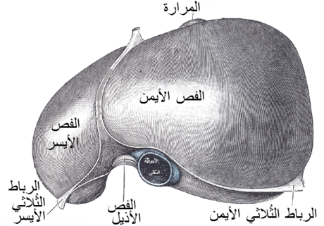 رباط مثلثي أيسر للكبد