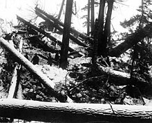 Na černobílé fotografii je vidět změť stojících a ležících kmenů stromů a mezi nimi akumulace sněhu.