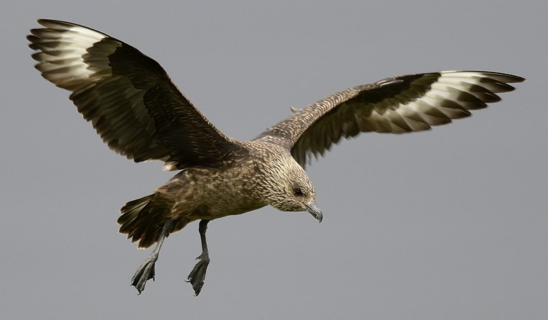 File:Great Skua (cropped).jpg