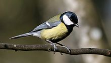 Great tit Great Tit (Parus major) (2).jpg