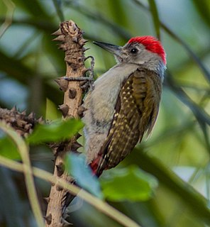 African grey woodpecker Species of bird