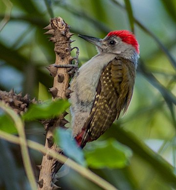 African grey woodpecker