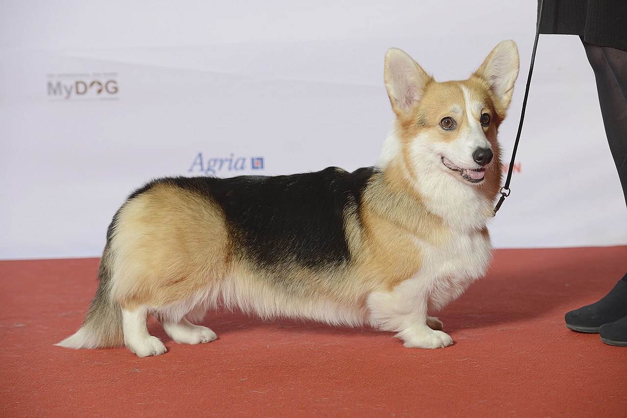 File Grupp 1 Welsh Corgi Pembroke Be Ch C I B Lu Cn Nl Ch Siggen S Marguerita Jpg Wikimedia Commons