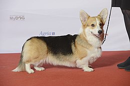 Foto van een Welsh corgi Pembroke. De Welsh corgi Pembroke wordt beschouwd als een van de voorouders van de Lancashire heeler.