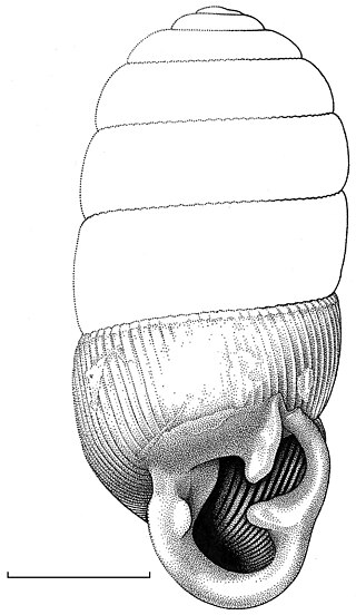 <i>Gulella systemanaturae</i> Species of gastropod