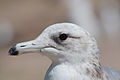 * Nomination A juvenile gull portrait Dori 20:04, 31 March 2008 (UTC) * Decline DOF lacking --Ianare 06:17, 2 April 2008 (UTC)