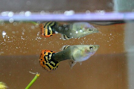Guppy mating behavior is believed to be culturally influenced.