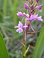 Français : Gymnadenia conopsea Pelouse de Resson (Meuse), France