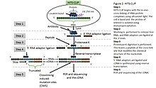 CLIP (protein) - Wikipedia