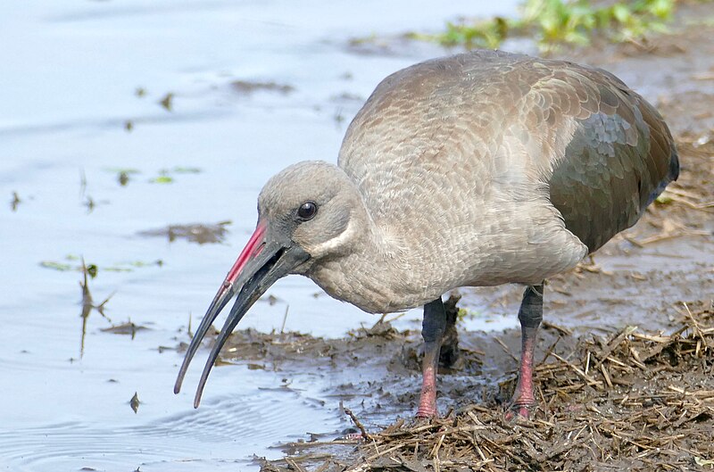 File:Hadada Ibis (Bostrychia hagedash) feeding ... (52453193621).jpg