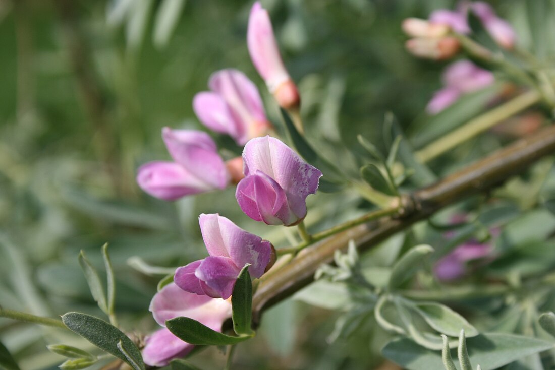 Caragana halodendron