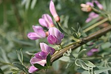 Halimodendron-halodendron-flowers.jpg