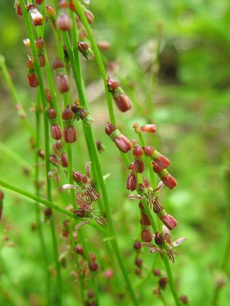 File:Haloragis micrantha 2.JPG