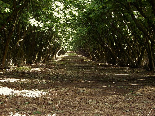 Hazelnut orchard in the Tuscia area, Italy