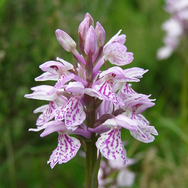 File:Heath spotted orchid near Matley Bog, New Forest - geograph.org.uk - 189015.jpg