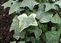 Hedera helix 'Jubilation'