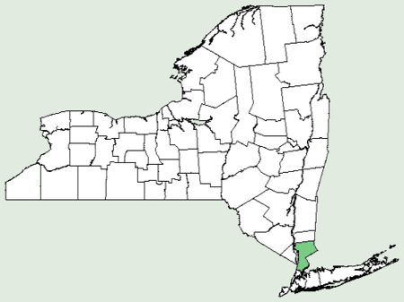 Helianthemum salicifolium NY-dist-map.png