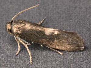 Heliozela sericiella, Trawscoed, North Wales, April 2011 (19862422714).jpg