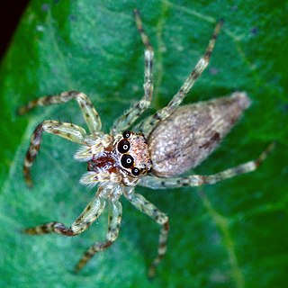 <i>Helpis</i> Genus of spiders