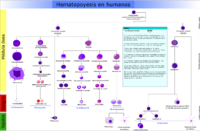 Hematopoyesis