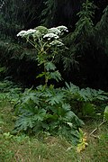 Berce du Caucase (Heracleum mantegazzianum) ; très localisée (sève photo-toxique).