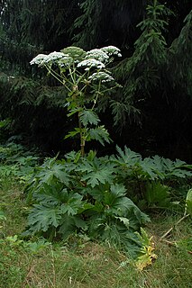 <i>Heracleum mantegazzianum</i> species of plant