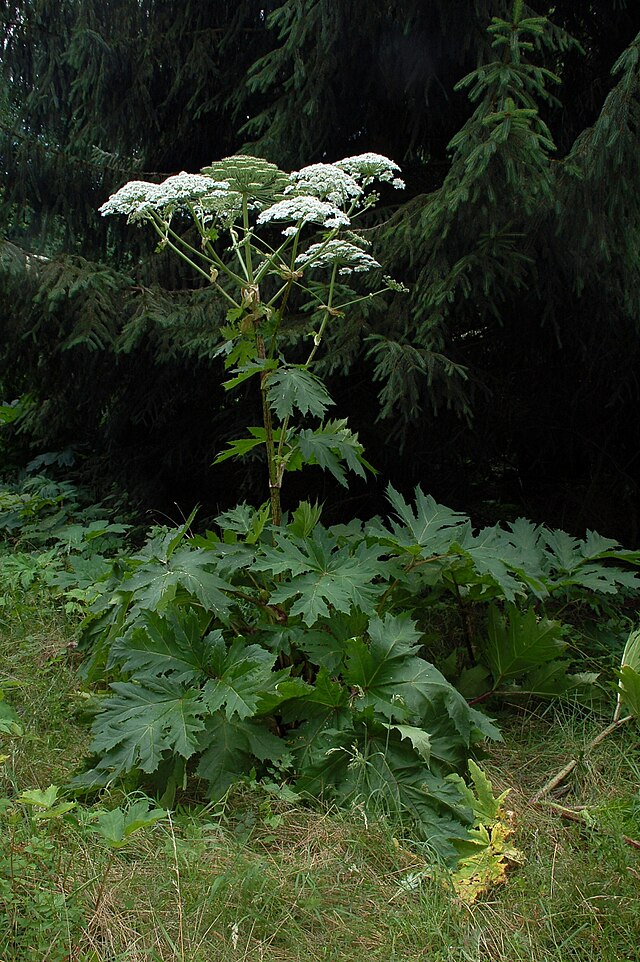 Heracleum mantegazzianum - Wikipedia