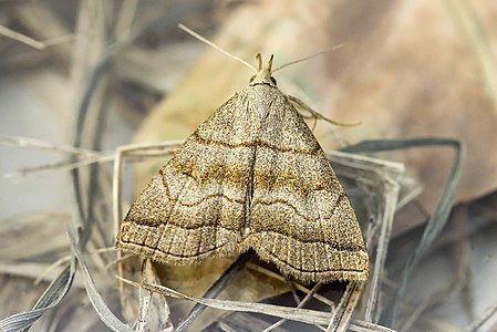 Herminia tarsicrinalis