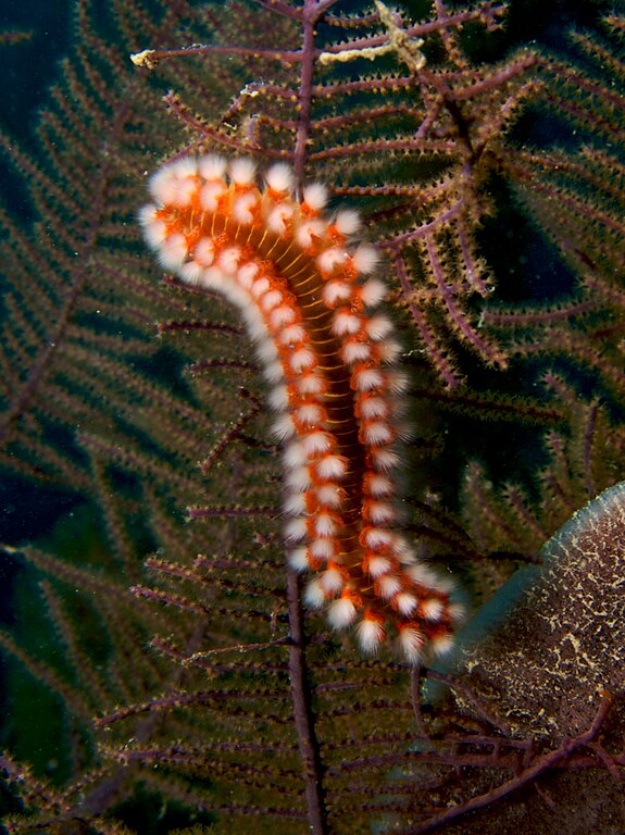 Acuario LED Luz de luna Vista nocturna • Orphek