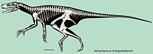 Skeletal diagram Herrerasaurus skeletal.jpg