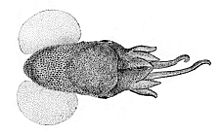 Heteroteuthis hawaiiensis.jpg