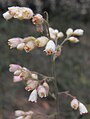 Heuchera 'Opal'