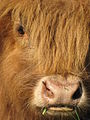 Highland Cattle 7.jpg