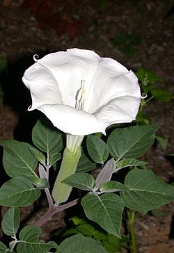 Hindu Datura, Indian Apple, Jimson Weed, Sacred Datura, Thorn Apple (Datura inoxia).jpg