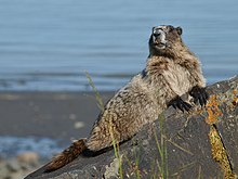 Basking behaviour, near Juneau, Alaska Hoary Marmot.jpeg