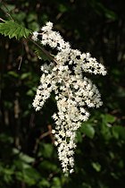 Holodiscus discolor (Oceanspray)