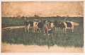 Holsteins, Edam , hand colored drypoint, 1912.jpg