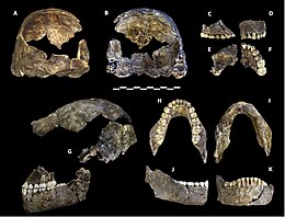 Homo Naledi: Ontdekking, Naamgeving, Datering