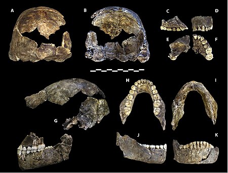 Homo naledi