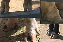 Cloven hooves in goats (upper left), pigs (lower left), and cattle (lower right). Horse hooves (upper right) are not cloven. Hoof montage.jpg