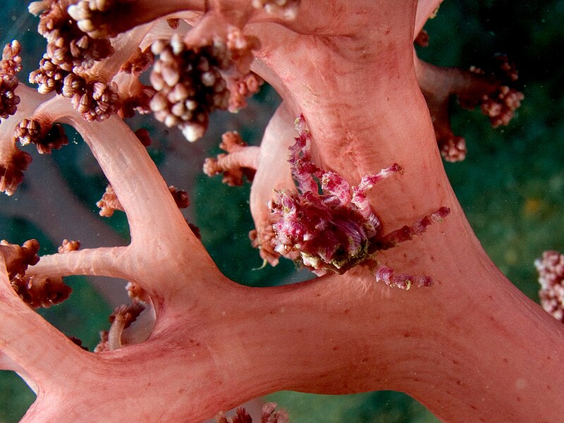 File:Hoplophrys oatesii (Soft coral spider crab).jpg